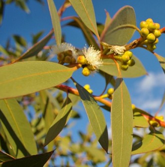 Eucalyptus Lemon Essential Oil Brazil 3